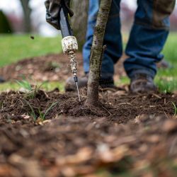 Image depicting the Service Deep Root Feeding