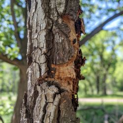 Image depicting the Service Integrated Pest Management